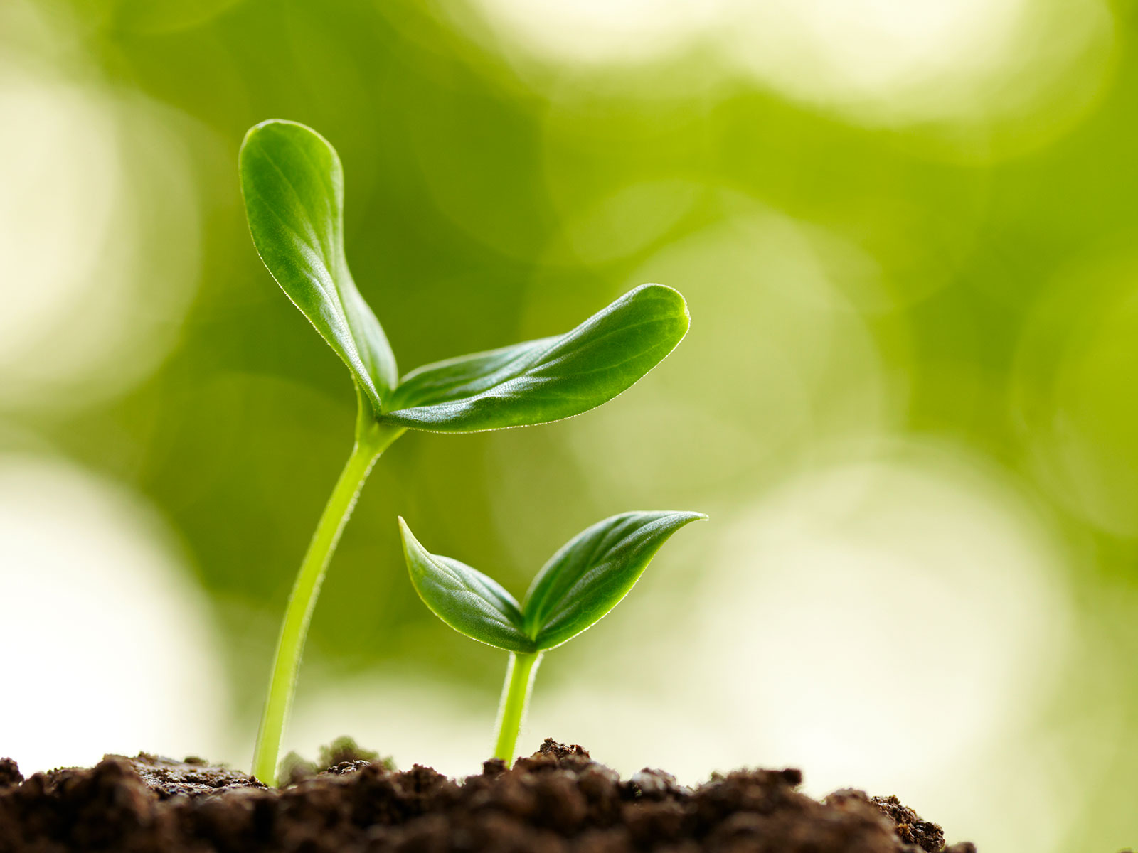 A plant sprouting from the ground.